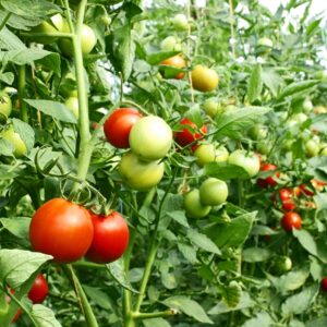 Tomatoes