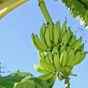 Banana per kg