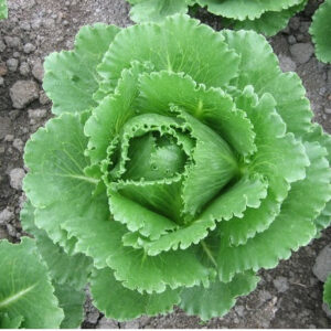 Iceberg Lettuce